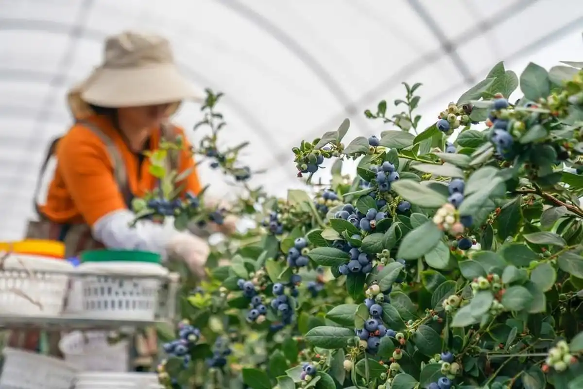 Work Available Across Different Farms