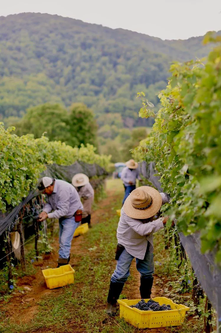 Farm Jobs in Mildura for Subclass 462 Visa Holders
